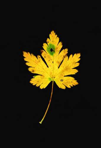 O4 LEAF 1B